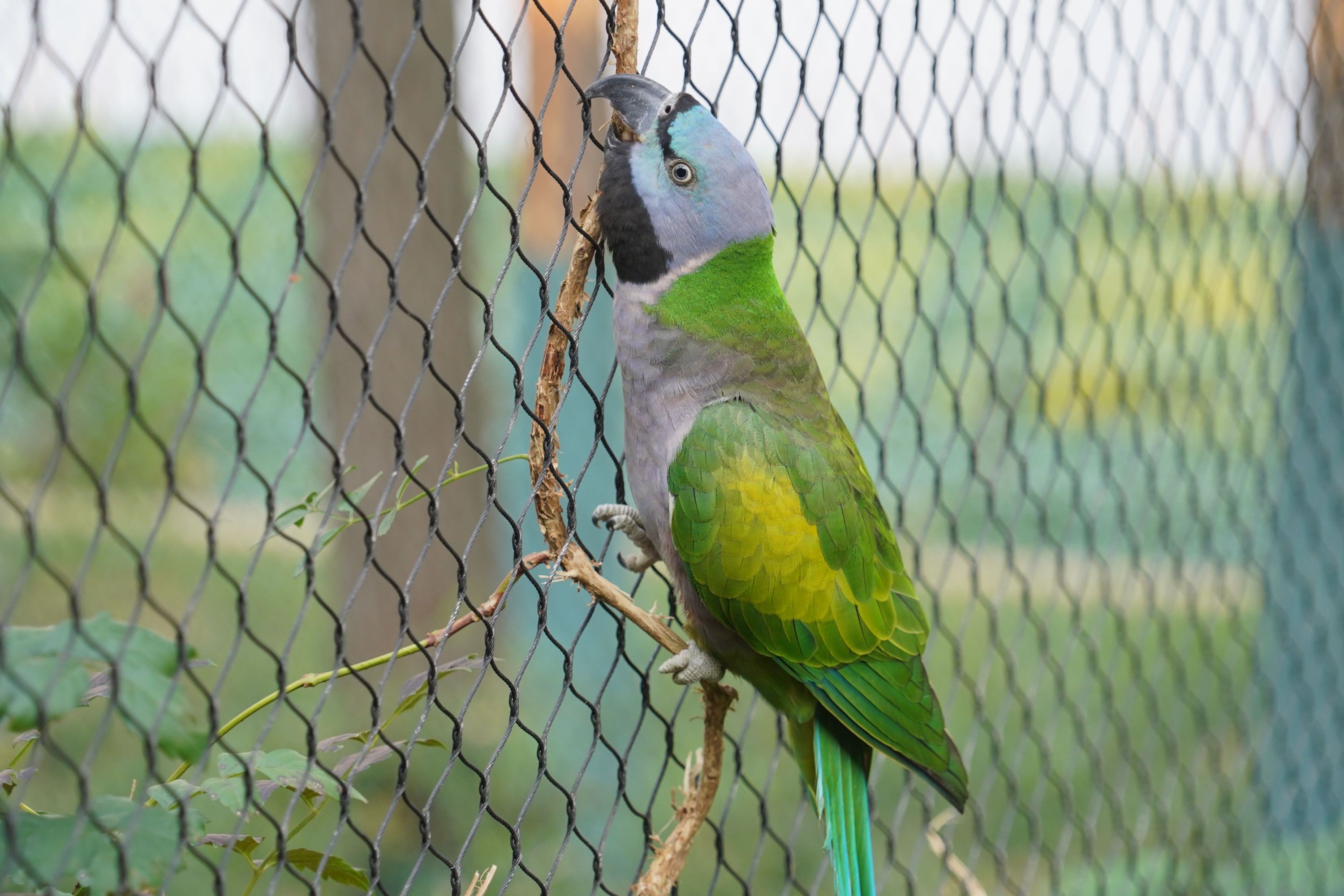 武汉动物园首次！紫胸鹦鹉有了小宝宝- 武汉市人民政府门户网站