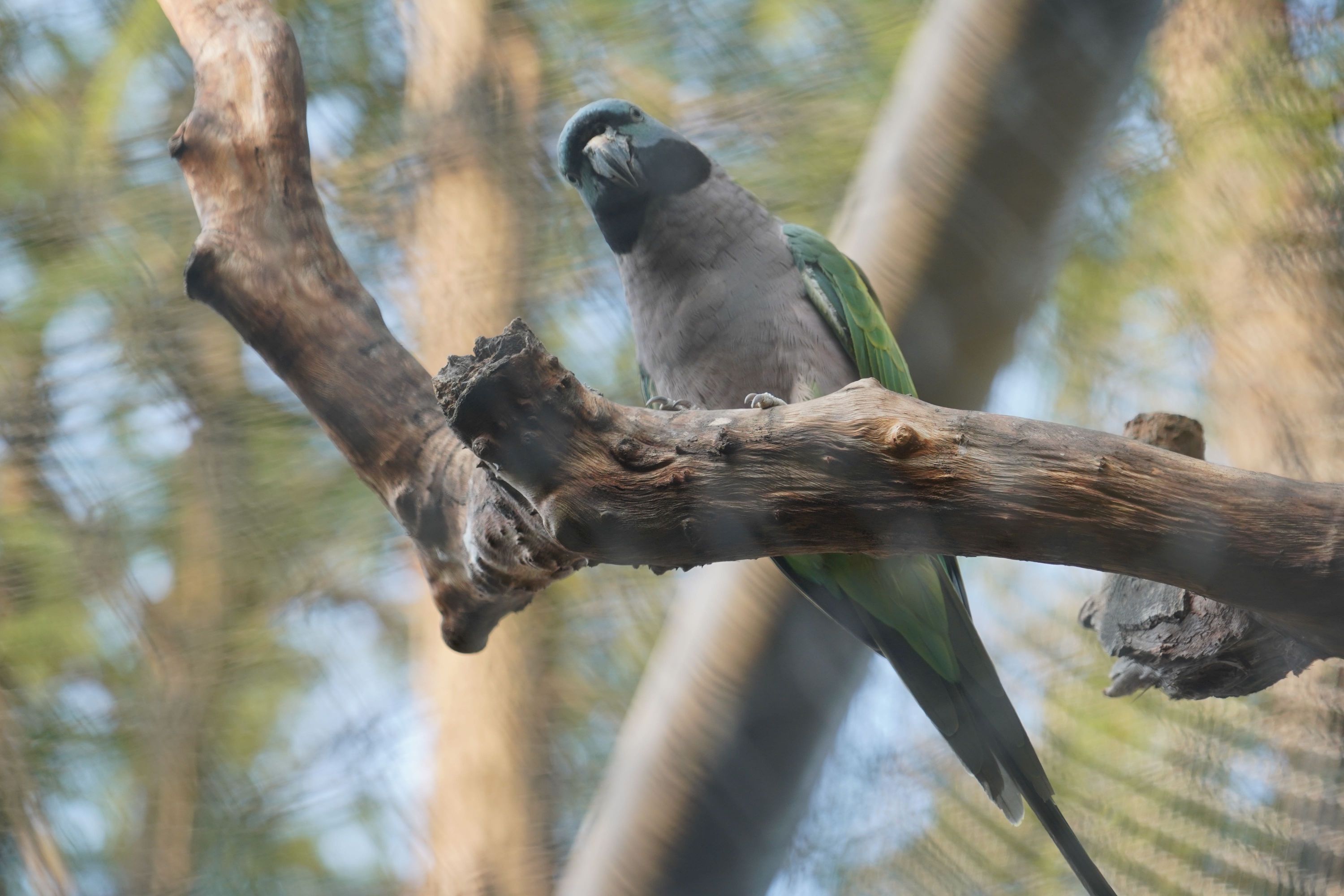 武汉动物园首次！紫胸鹦鹉有了小宝宝- 武汉市人民政府门户网站