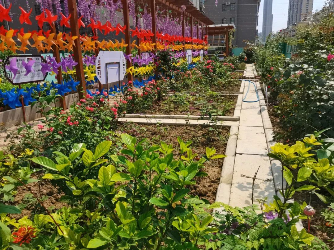 世界短讯|700㎡“屋顶花园”再升级！花果蔬菜全都有