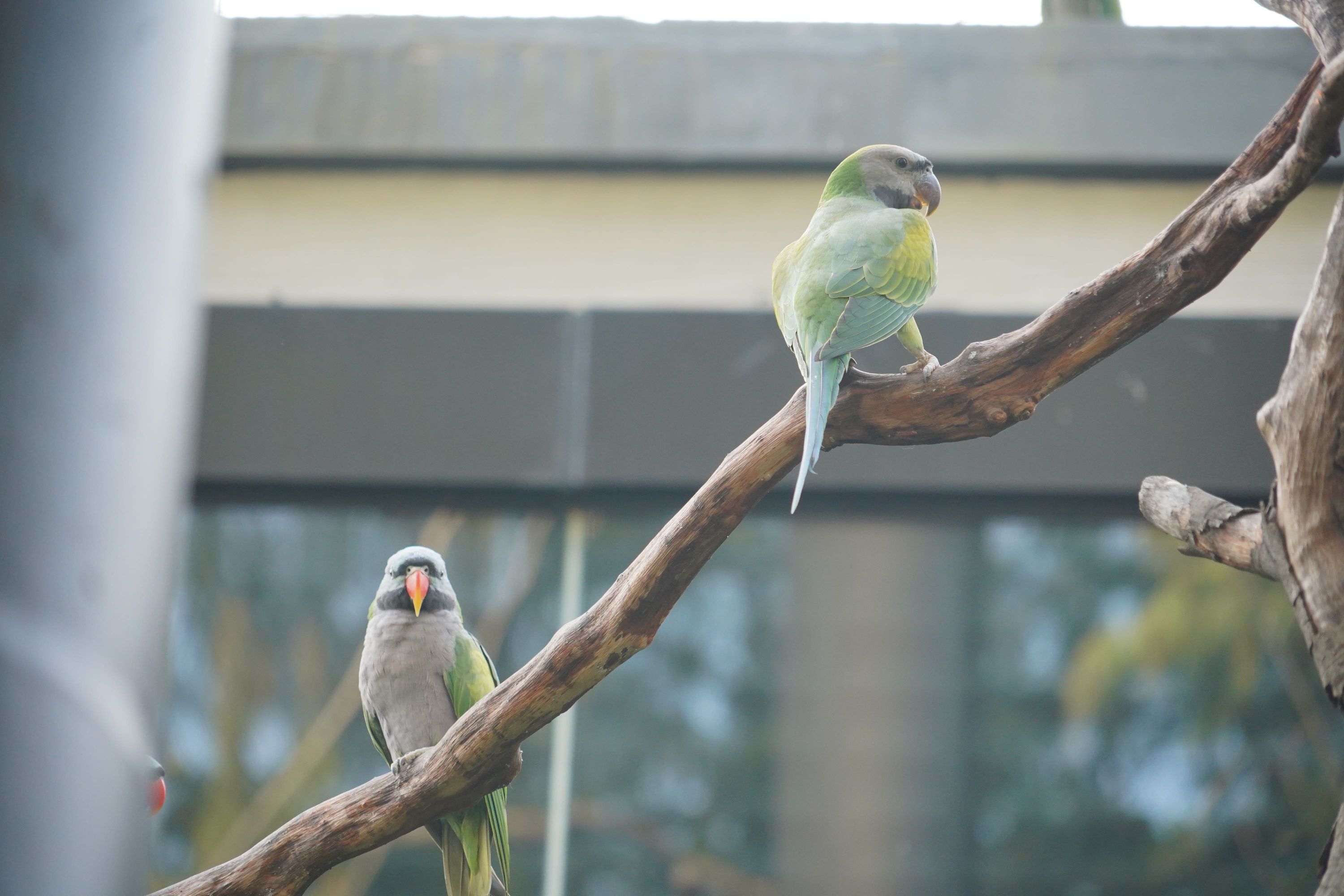 武汉动物园首次!紫胸鹦鹉有了小宝宝 - 武汉市人民政府门户网站