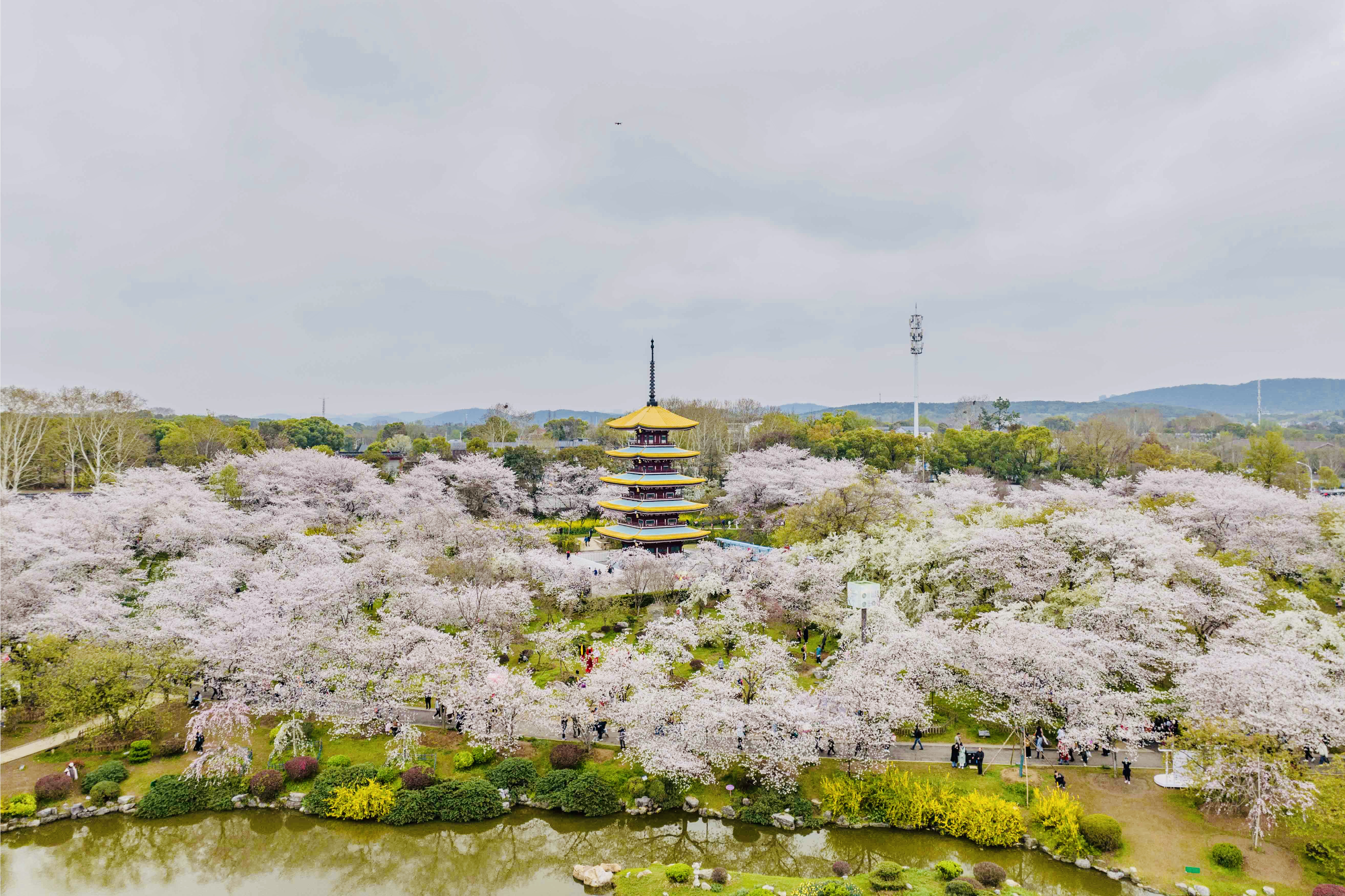 红梅公园樱花图片