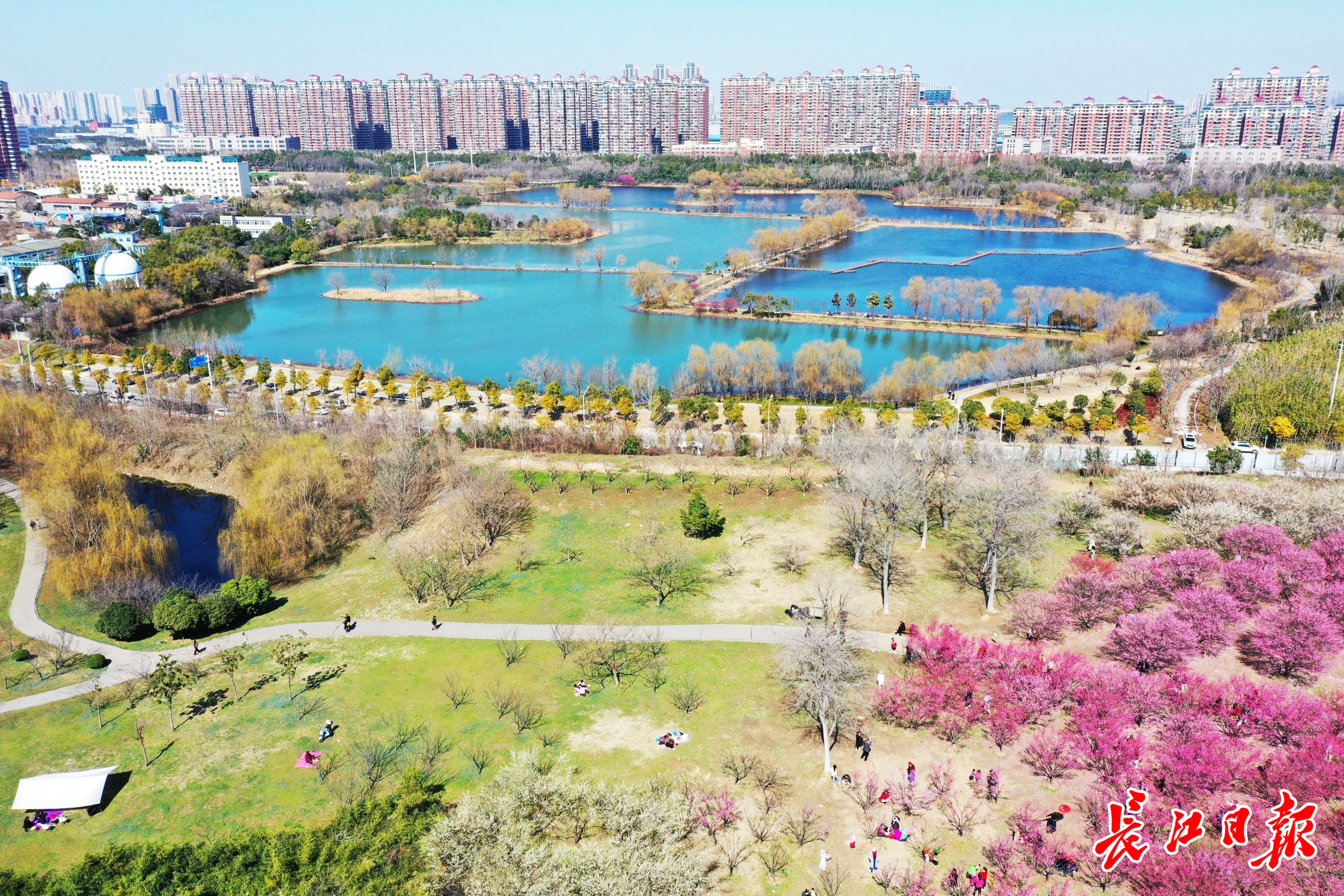 硚口区竹叶海公园,阳光明媚,碧水蓝天,梅花盛开,游人如织,许多市民举